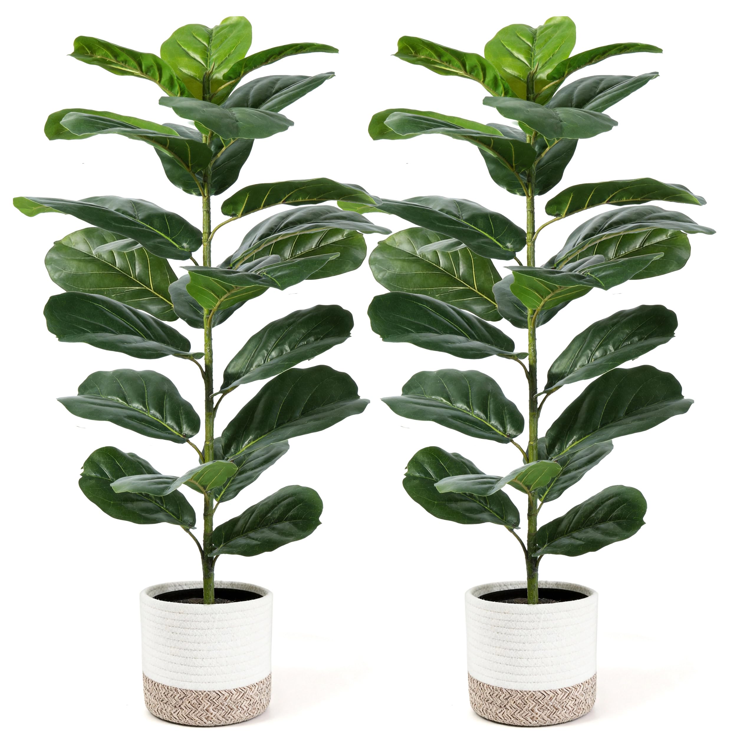 Der Rose 2-pack 30-inch fiddle leaf fig tree front view for compact spaces.