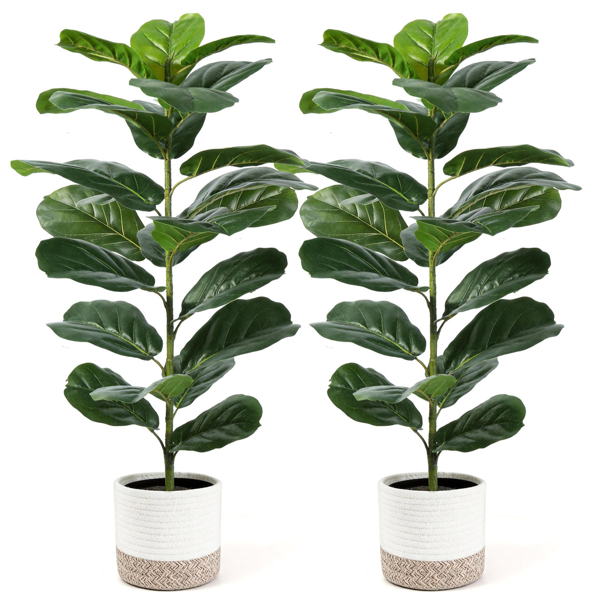 Der Rose 2-pack 30-inch fiddle leaf fig tree front view for compact spaces.