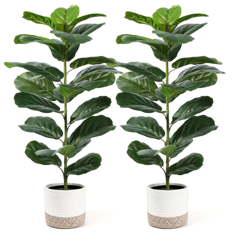 Der Rose 2-pack 30-inch fiddle leaf fig tree front view for compact spaces.