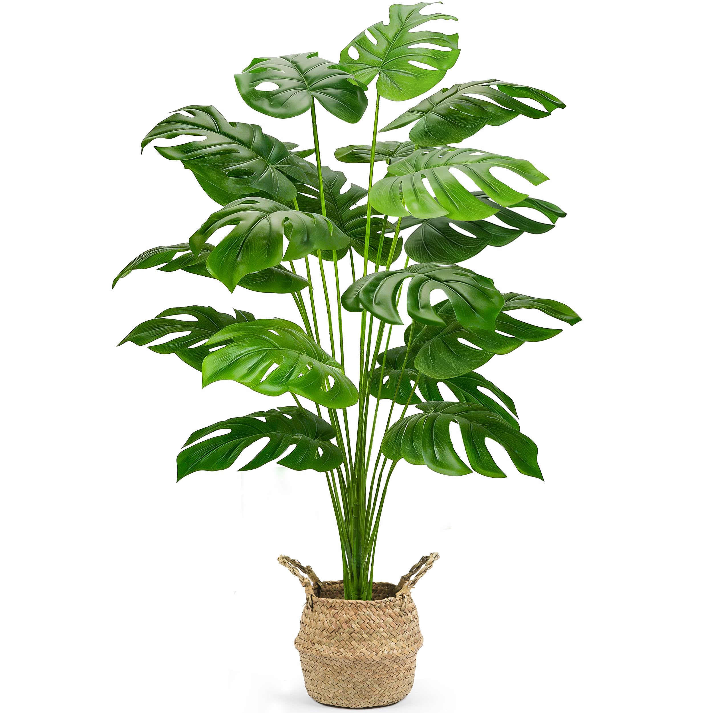 Der Rose 44inch monstera plant with basket creates lush year-round greenery for any room.