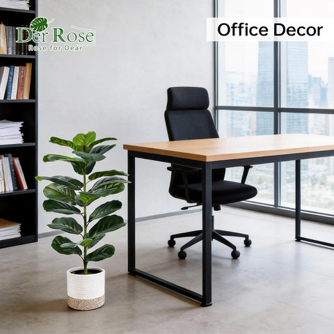 Der Rose fiddle leaf fig trees dusting to maintain fresh appearance.