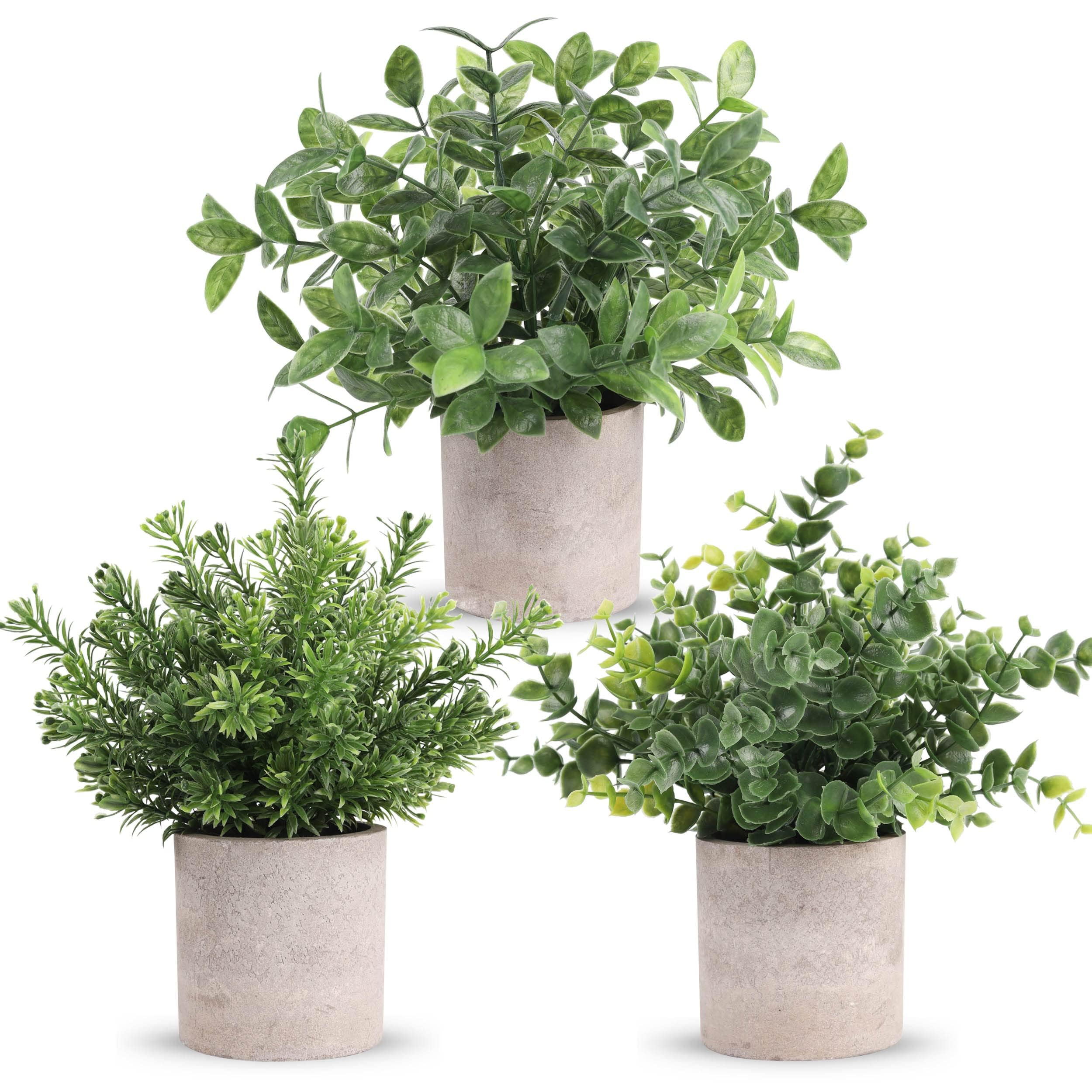 Der Rose mini pot eucalyptus plant for desk decor and low-maintenance beauty.