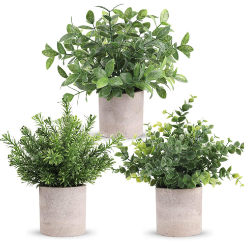Der Rose mini pot eucalyptus plant for desk decor and low-maintenance beauty.