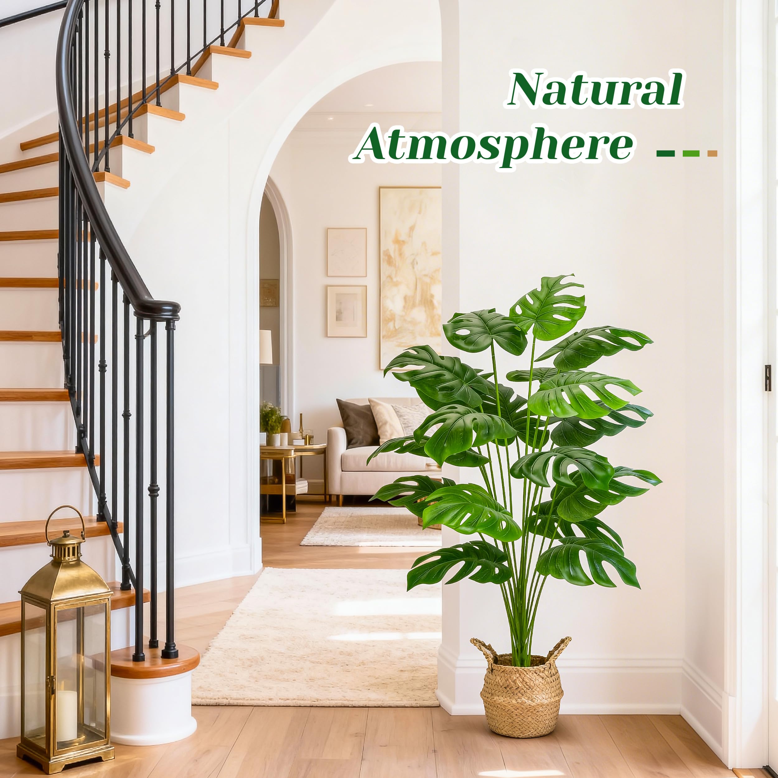 Der Rose monstera adds privacy-friendly green accent on shaded patios.