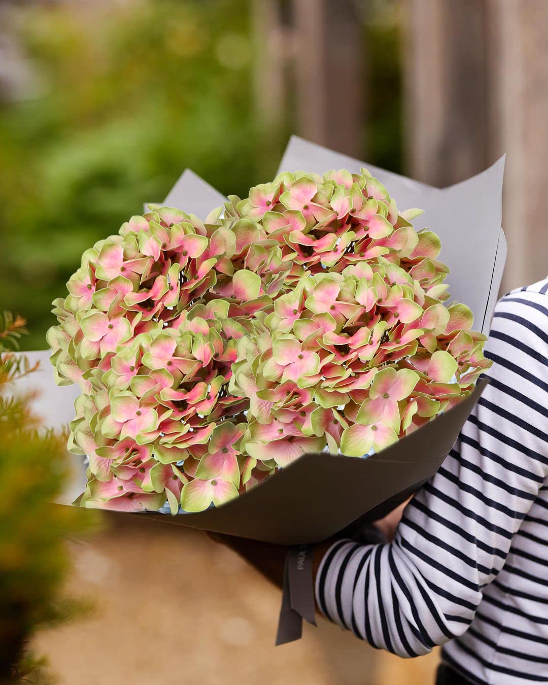 DILATATA yellower-pink hydrangea, a timeless accent for centerpieces.
