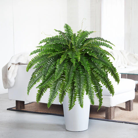 Dkaltm fern for living rooms, adds timeless elegance to indoor spaces.