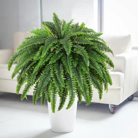 Dkaltm easy-maintenance fern; no watering or sunlight needed.