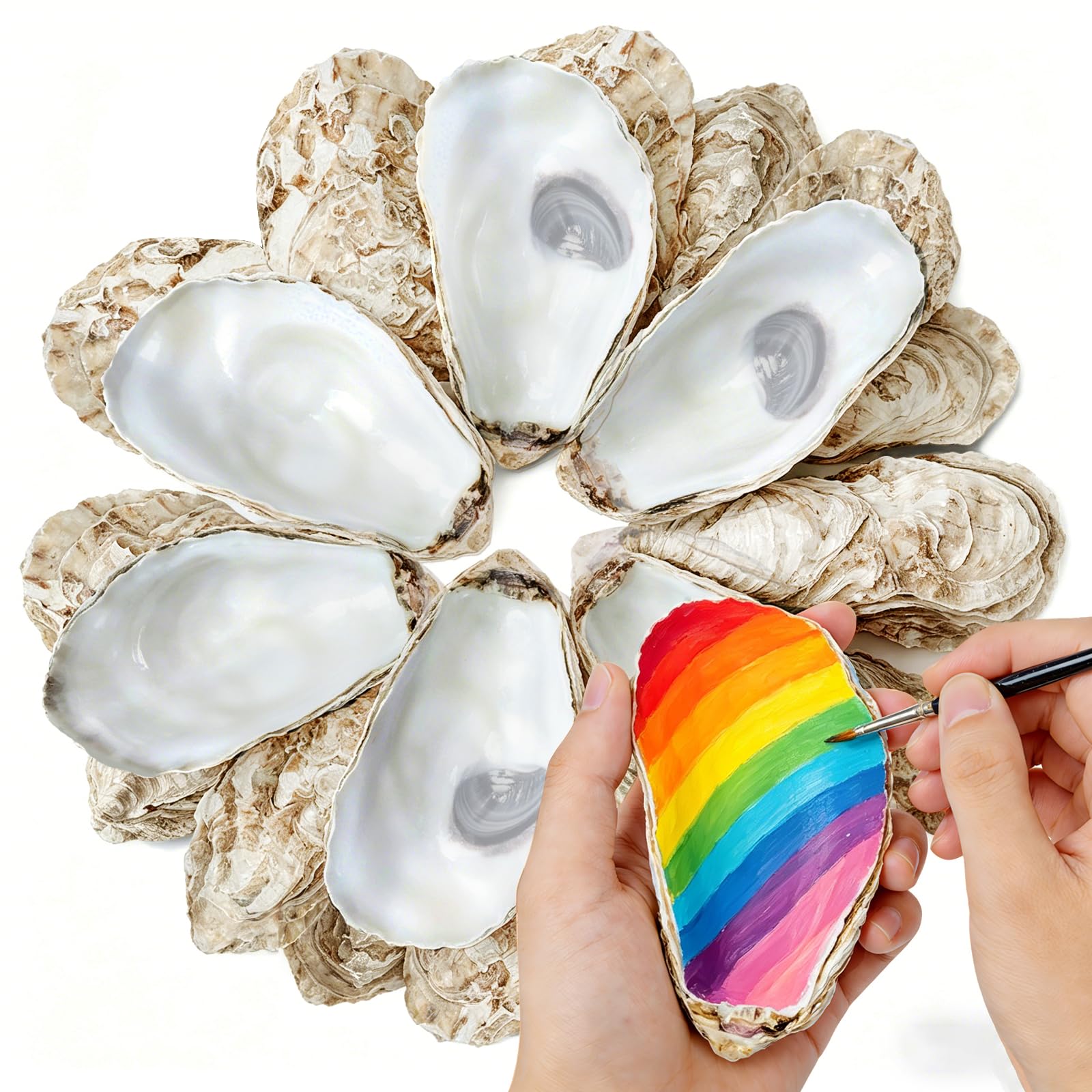 DoodleBean large oyster shells 4-6 inch, perfect for painting and decorative crafts.