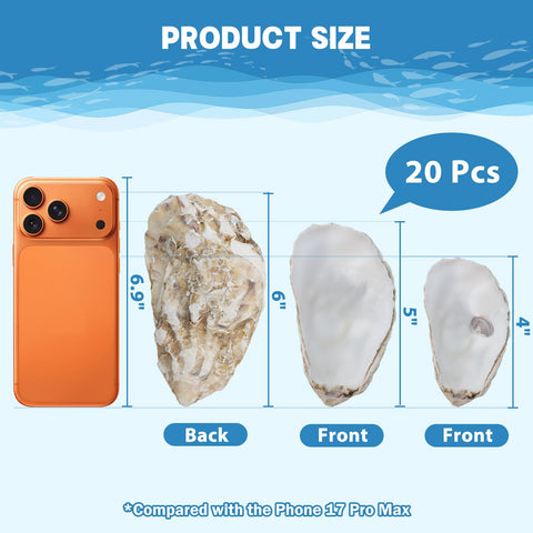 DoodleBean concave shells, 4-6 inch, ideal for wedding favors or holiday crafts.
