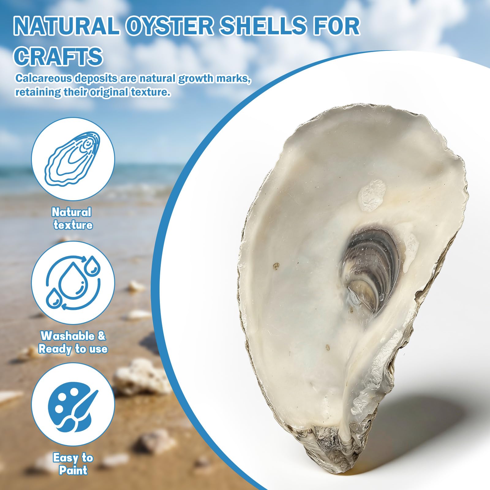 DoodleBean large oyster shells, 4-6 inch, pre-cleaned and ready to start.