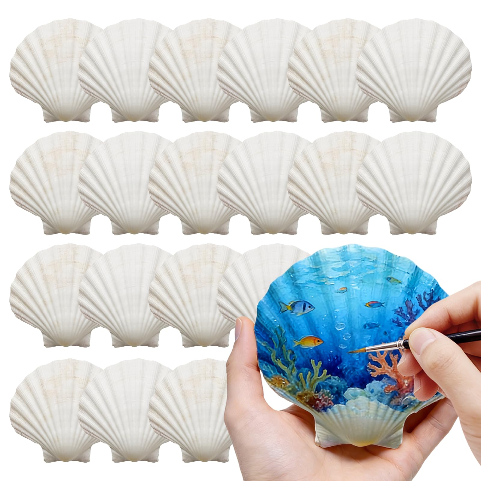 DOODLEBEAN large scallop shells 4-5 inch collection ideal for detailed painting