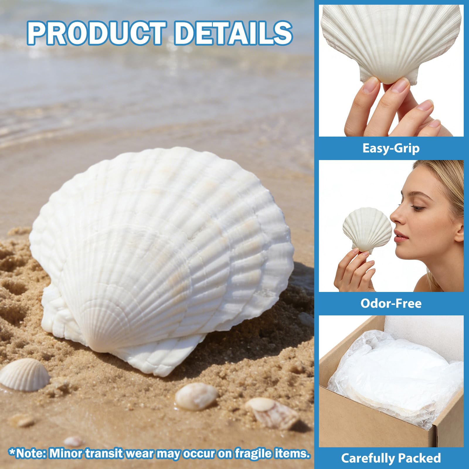 DOODLEBEAN shells for decor versatile for painting frames and centerpieces
