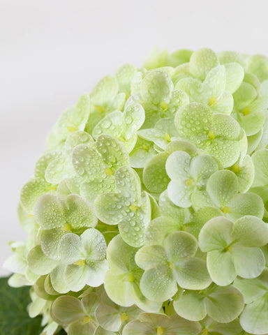 DuHouse real-touch hydrangea petal close-up showing texture and realism.