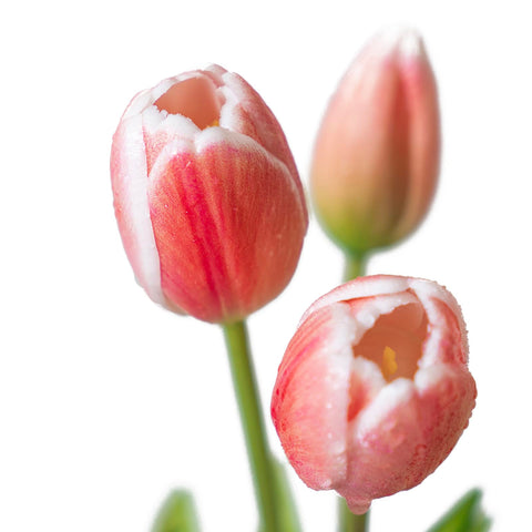 Close-up of DUYONE tulips head diameter around 4 cm for natural-looking focal points.