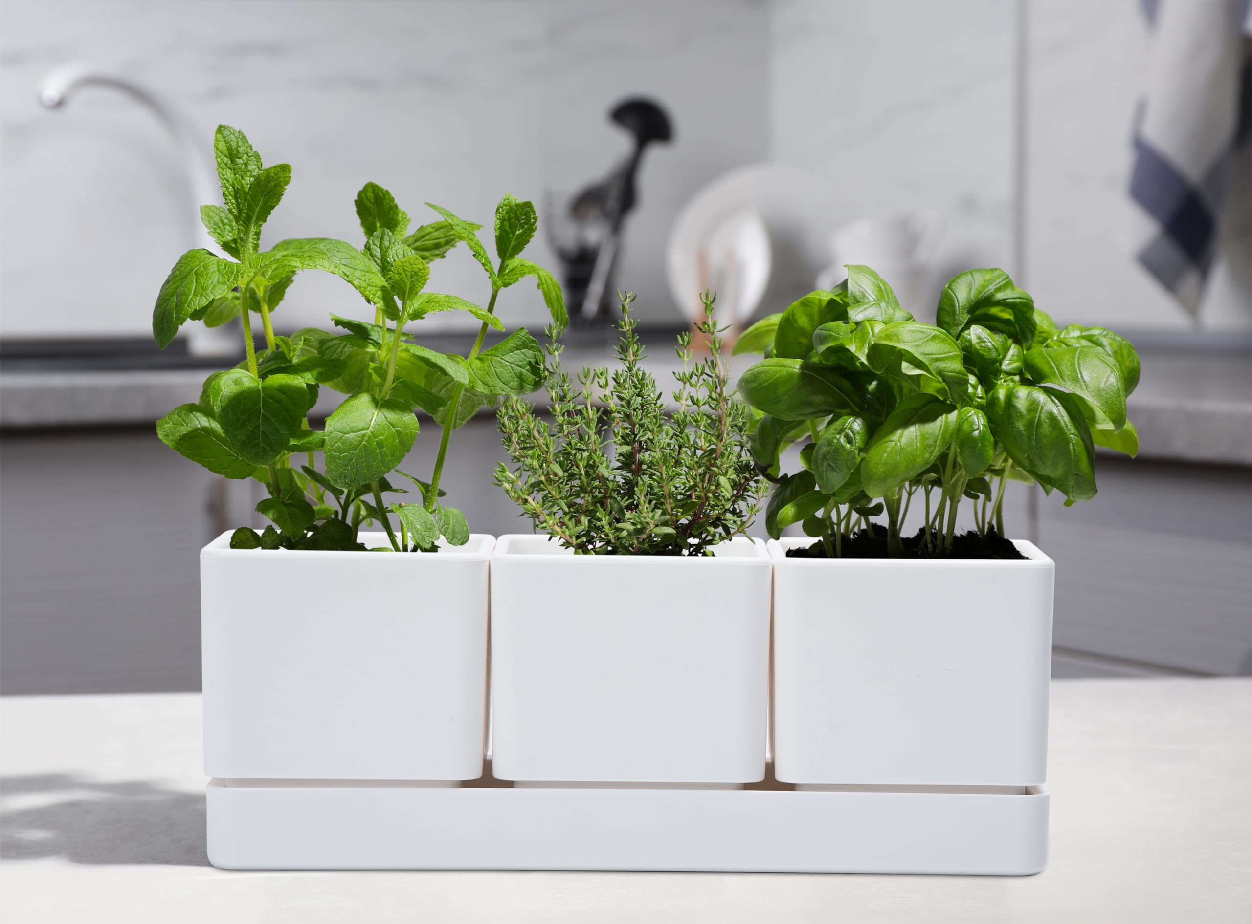 D'vine Dev four-inch diameter pots ready for herbs, vegetables, or succulents