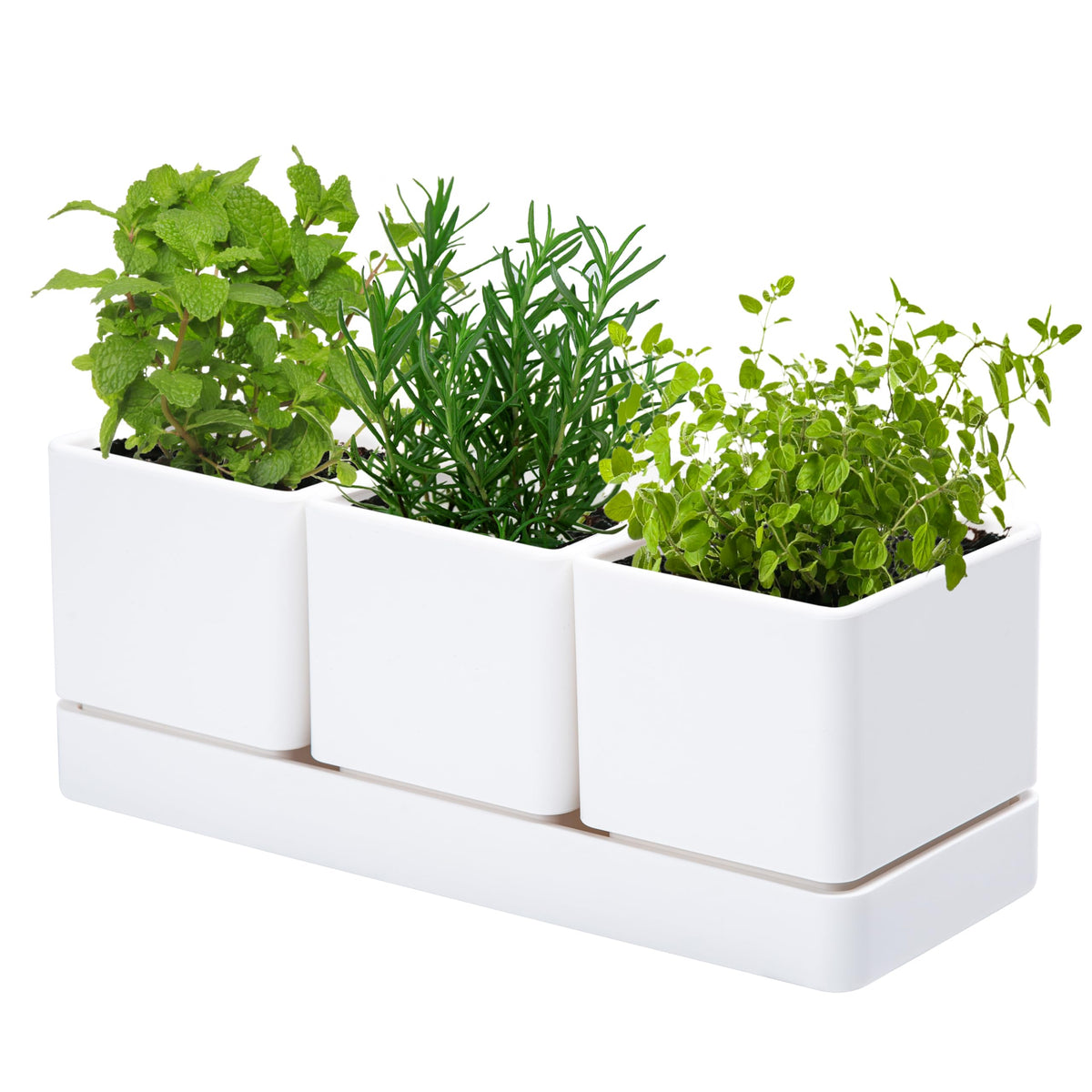 D'vine Dev herb garden planter set in white for tidy windowsill herb growing