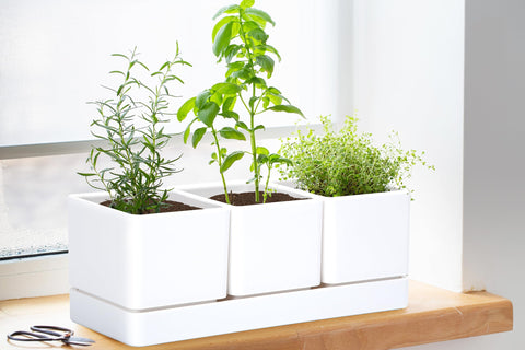 D'vine Dev matte finish plastic pots blend with modern kitchen decor
