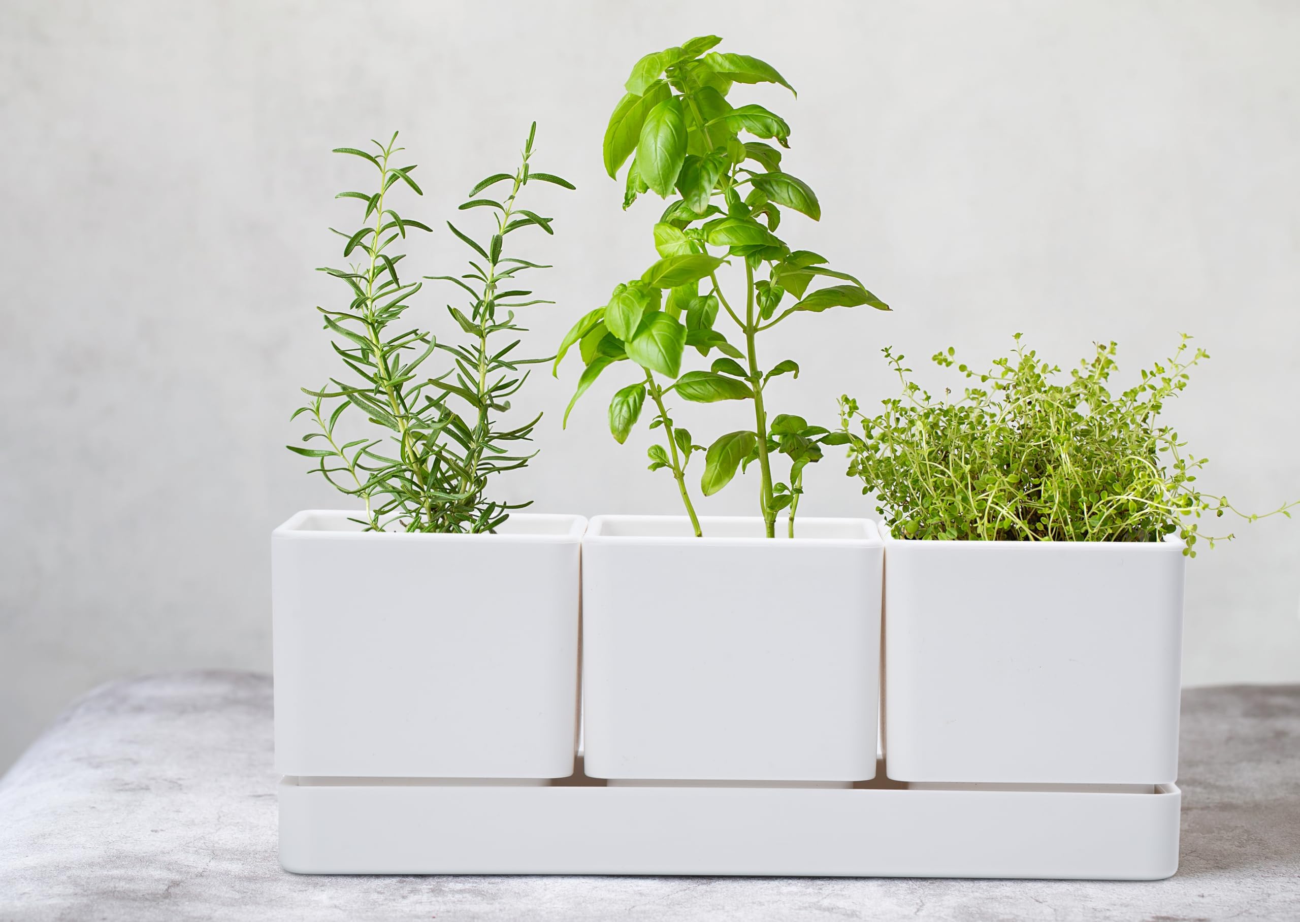 D'vine Dev window sill garden setup for herbs, succulents, or small veggies
