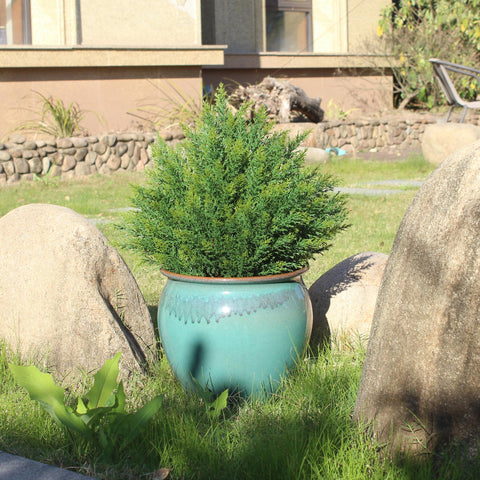 ECOLVANT topiary ball-tree close-up highlights lifelike leaves for versatile styling.
