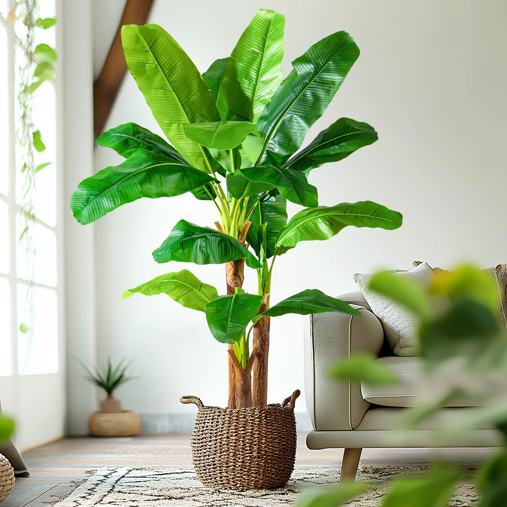 Erimda indoor-outdoor banana tree ideal for poolside display