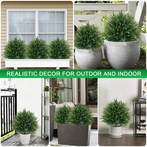 EverNature evergreen shrub suitable for indoor or outdoor corners.