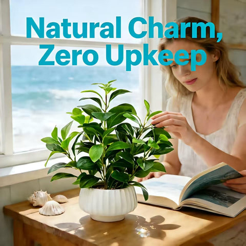 Versatile peperomia décor suitable for living rooms and offices