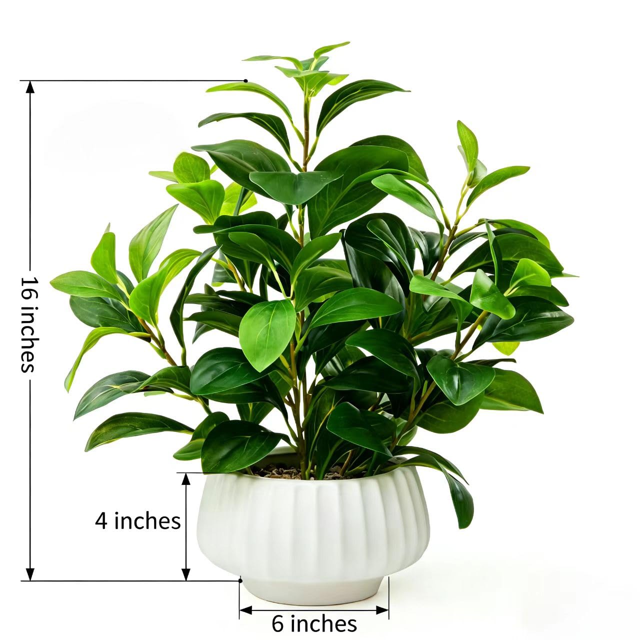 Ewtogift peperomia plant in ceramic pot adds clean, modern tabletop appeal