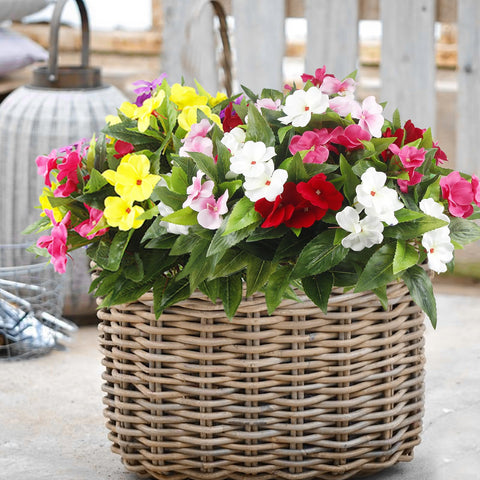 FAICOIA outdoor Impatiens plants greenery for planters and baskets