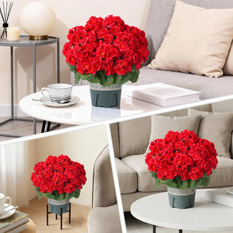 FancyPlus outdoor geraniums, versatile decor for gardens, balconies, and front entryways.