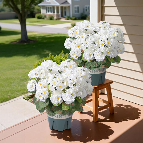 FancyPlus geraniums outdoor lifelike textures enhance outdoor décor instantly.