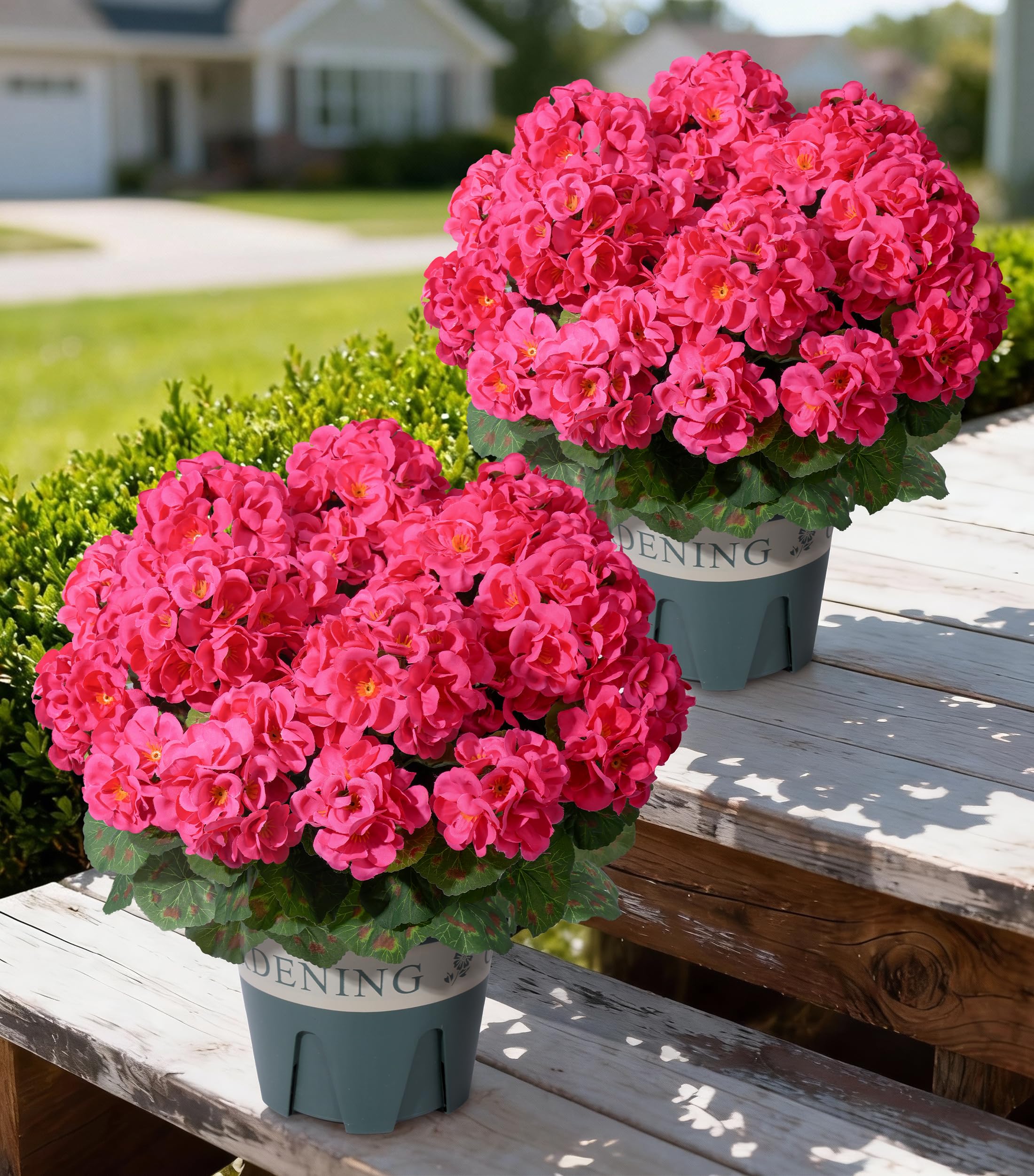 FancyPlus geraniums outdoors hotpink bush adds vibrant porch color