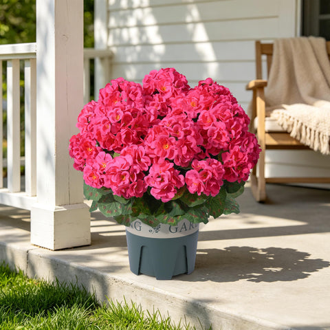 FancyPlus geraniums outdoors hotpink bush close-up shows lifelike texture