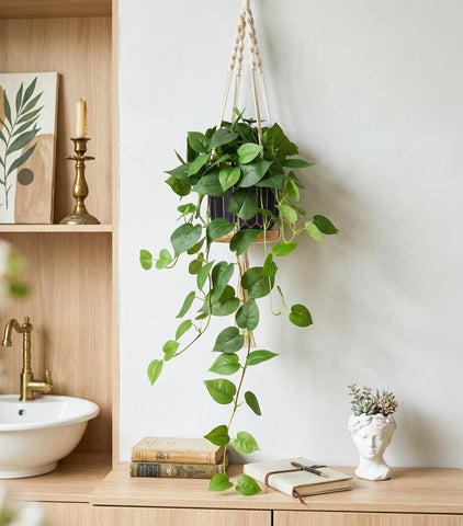 FancyPlus hanging plants with black and gold pots elevate table and shelf styling.