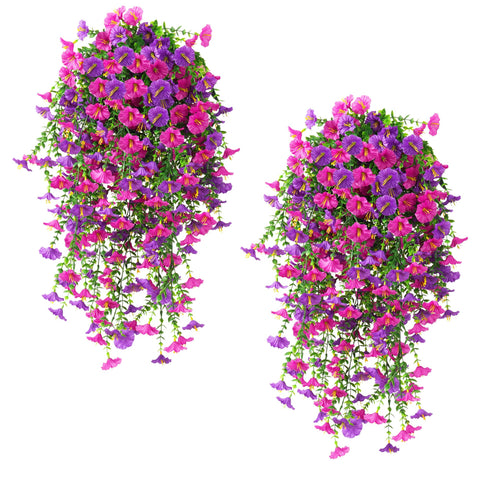 Fanfantoey morning glory vines in outdoor planters add lasting color.