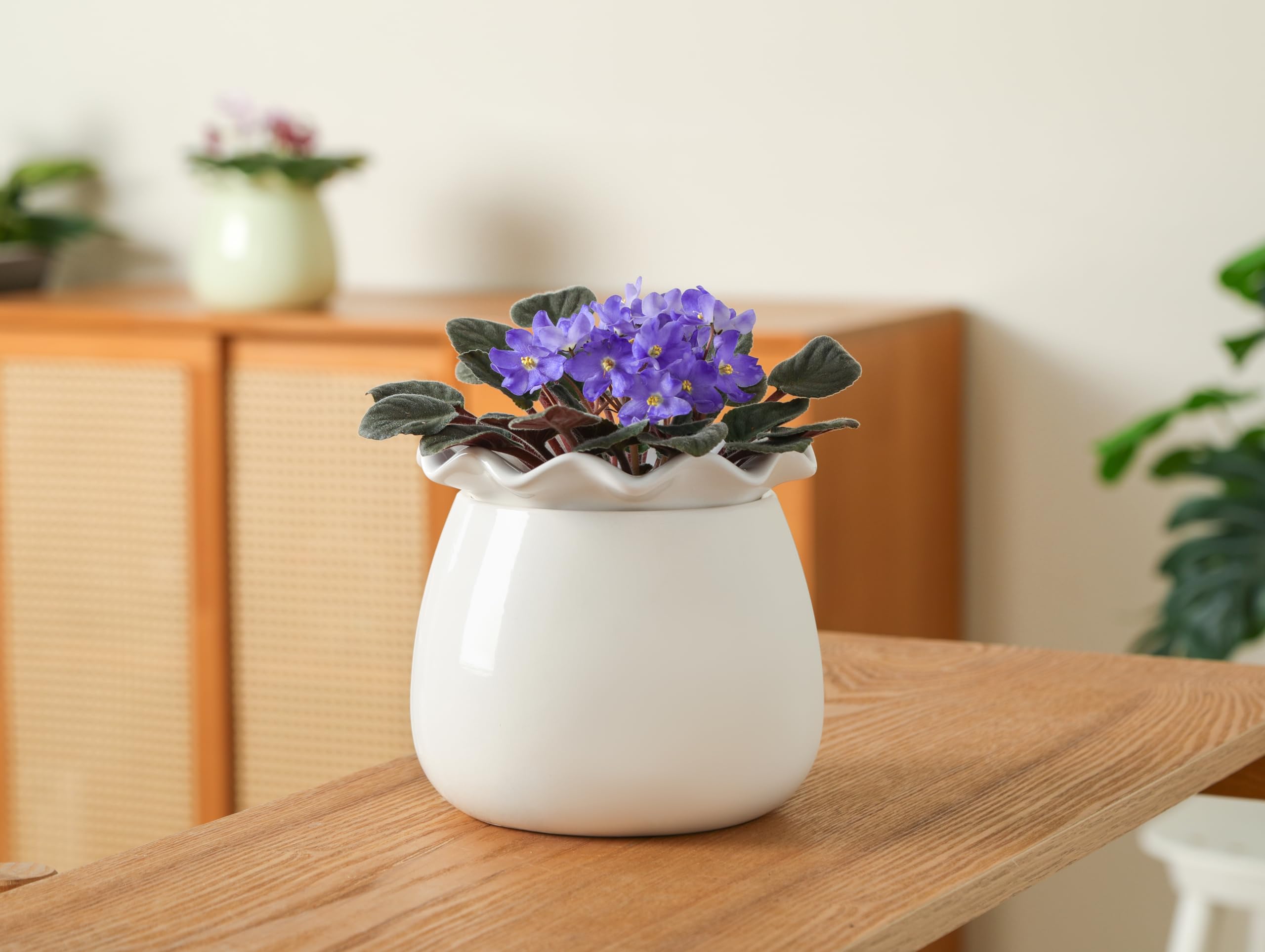 Fayoula modern white pot complements decor while supporting thriving plants