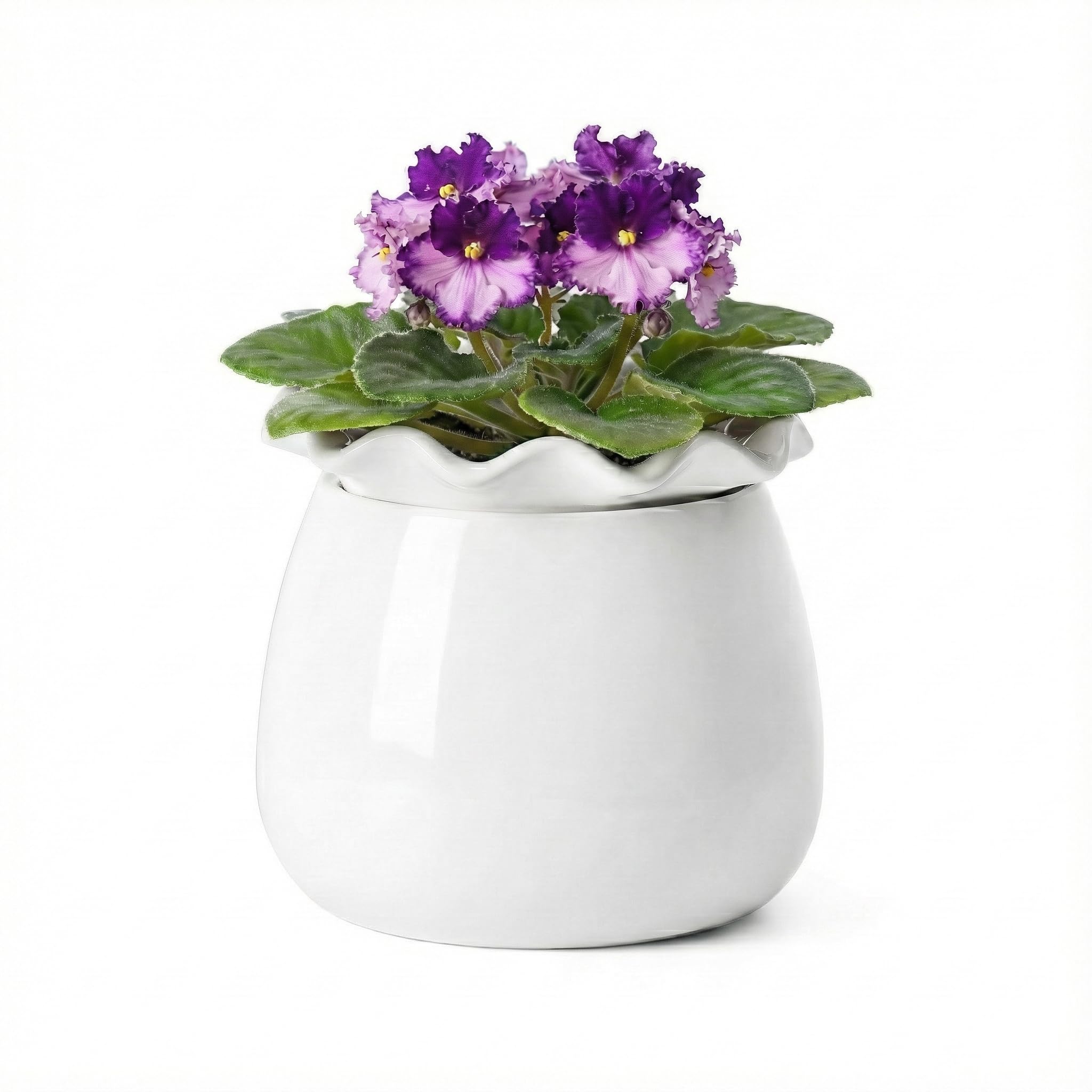 Fayoula self-watering pot 6-inch white ceramic for African violets promotes steady moisture