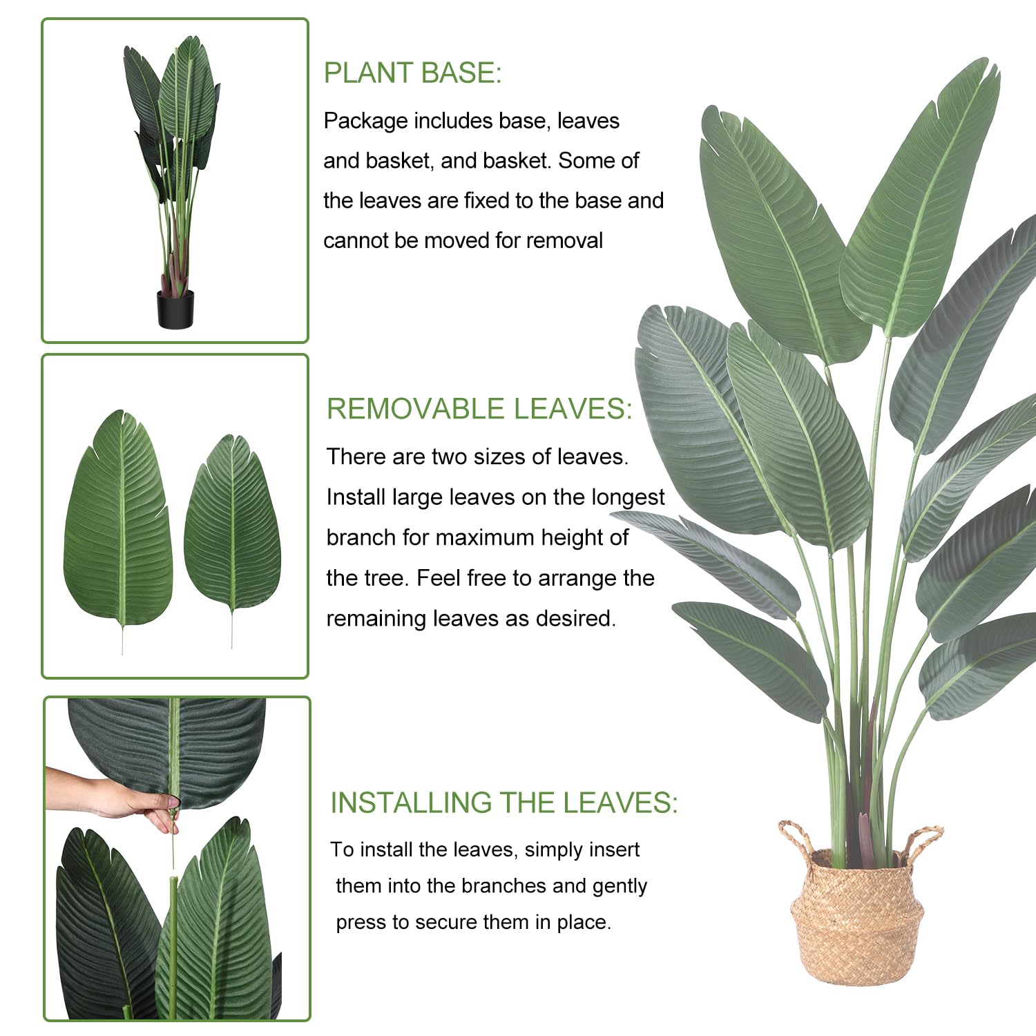 Ferrgoal ten-leaf bird of paradise creates a lush tropical look year-round.