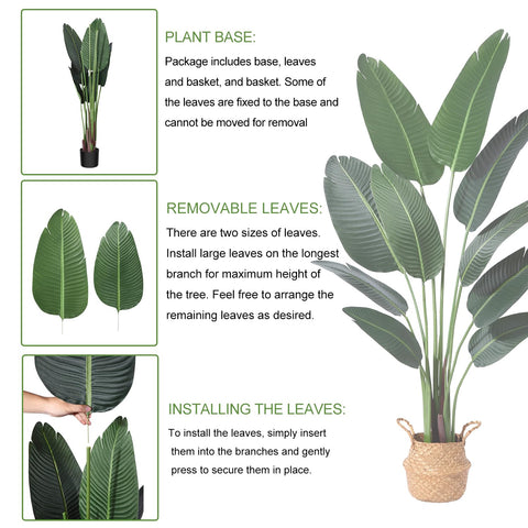 Ferrgoal ten-leaf bird of paradise creates a lush tropical look year-round.