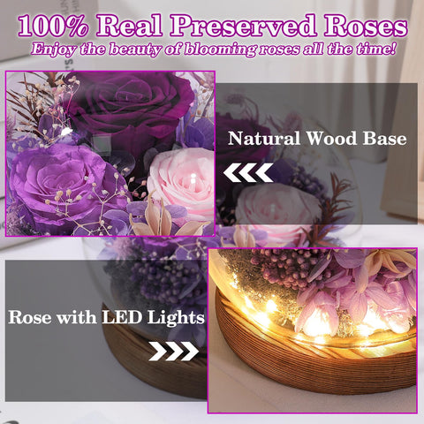 FIACO preserved rose with soft petals showcased under dome