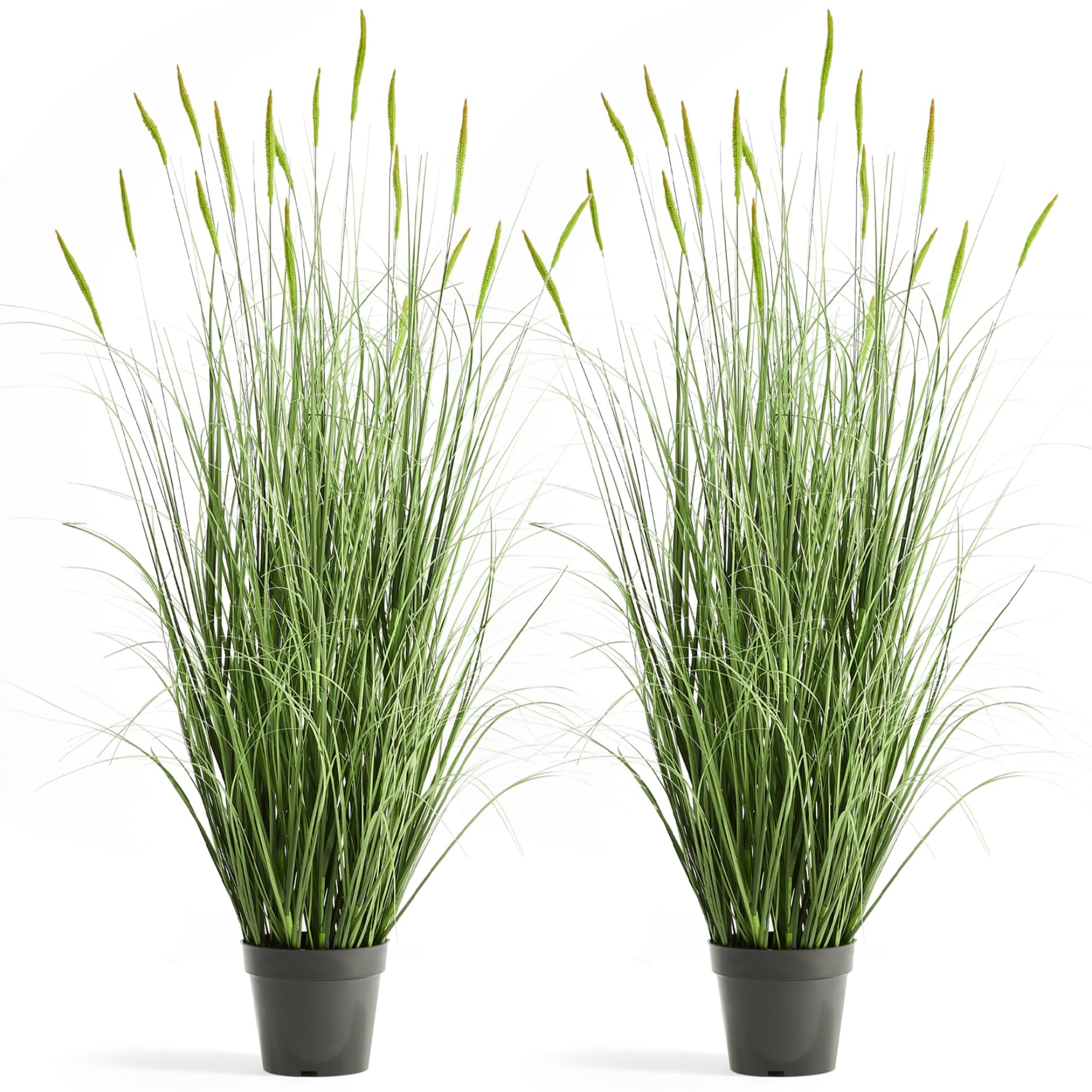 FloraFairy Horsetail Grass with green spikes adds natural color to indoor spaces.