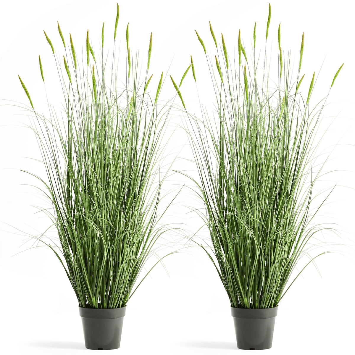 FloraFairy Horsetail Grass with green spikes adds natural color to indoor spaces.