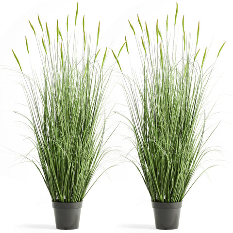 FloraFairy Horsetail Grass with green spikes adds natural color to indoor spaces.