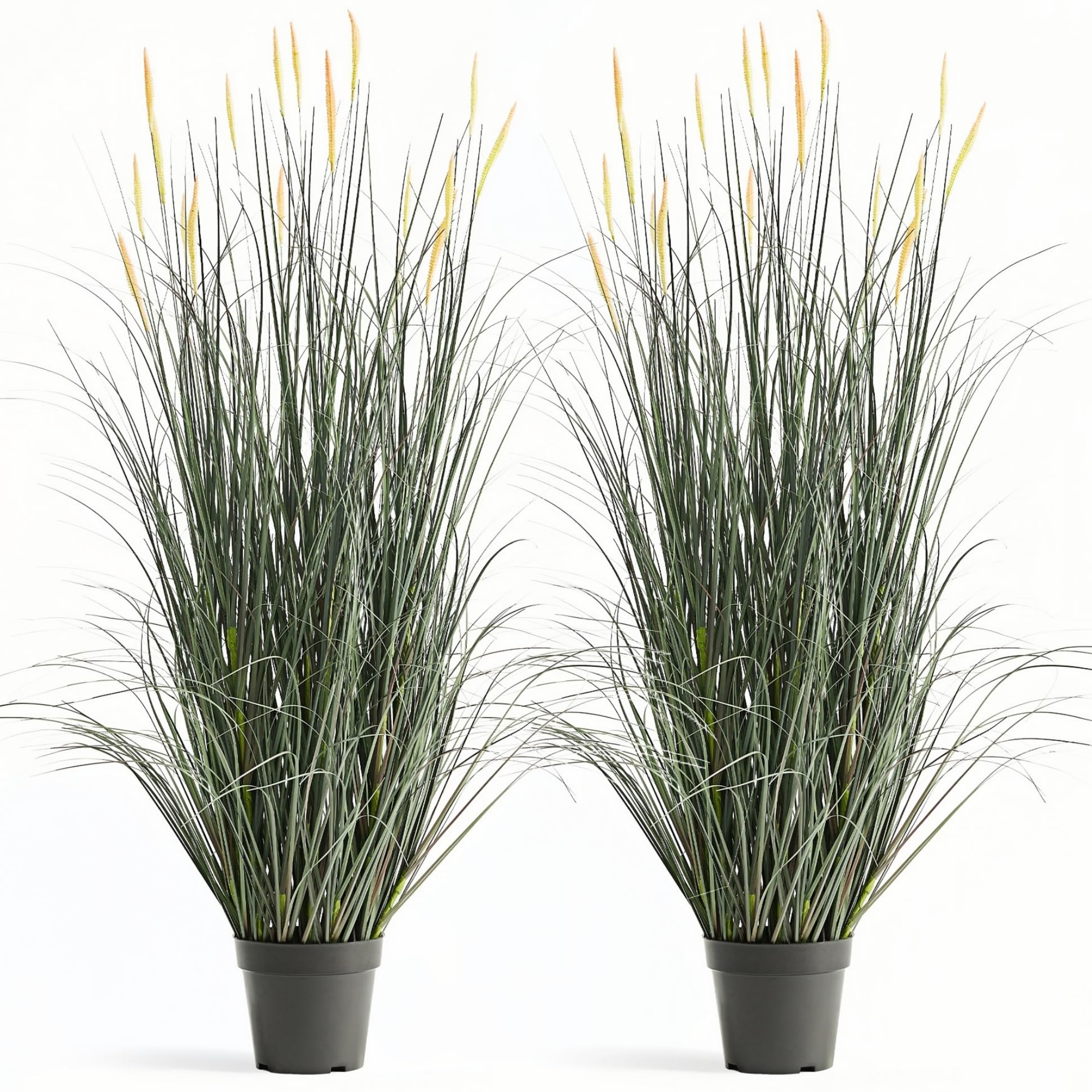 FloraFairy horsetail grass with pink spikes, 4ft, ideal for indoor or outdoor drama.