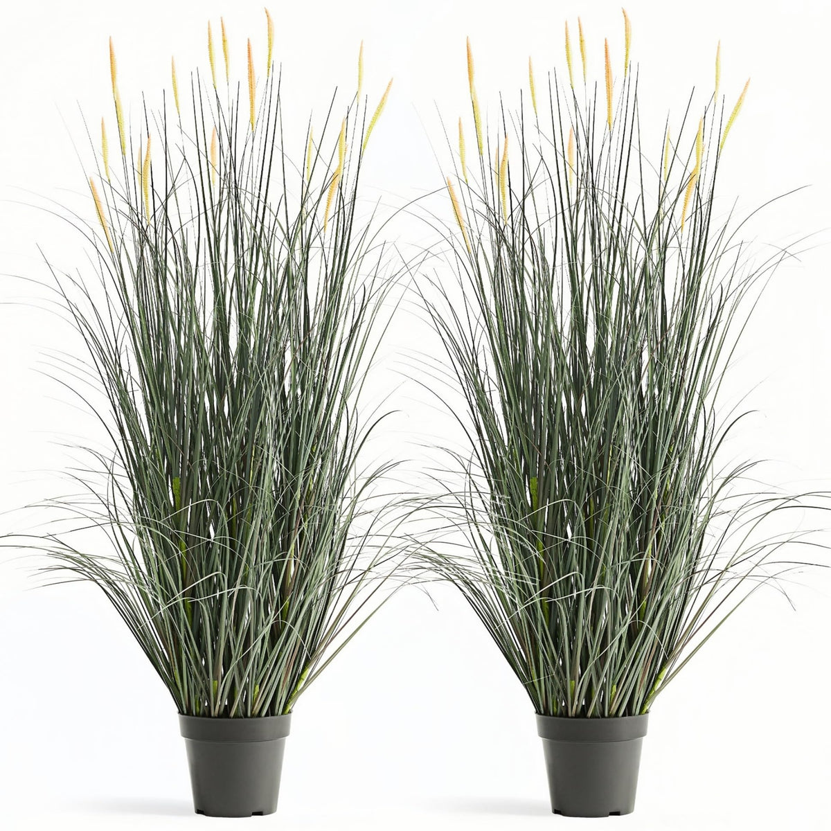 FloraFairy horsetail grass with pink spikes, 4ft, ideal for indoor or outdoor drama.