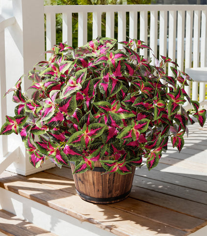 Florisso artificial coleus outdoor set, 5-pcs, for easy year-round curb appeal.
