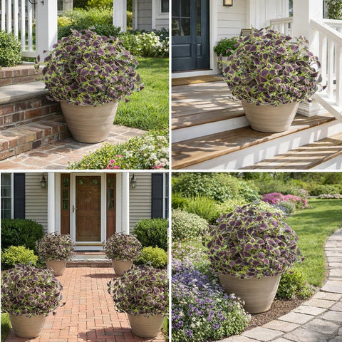 Florisso porch display with red coleus adds year-round color.