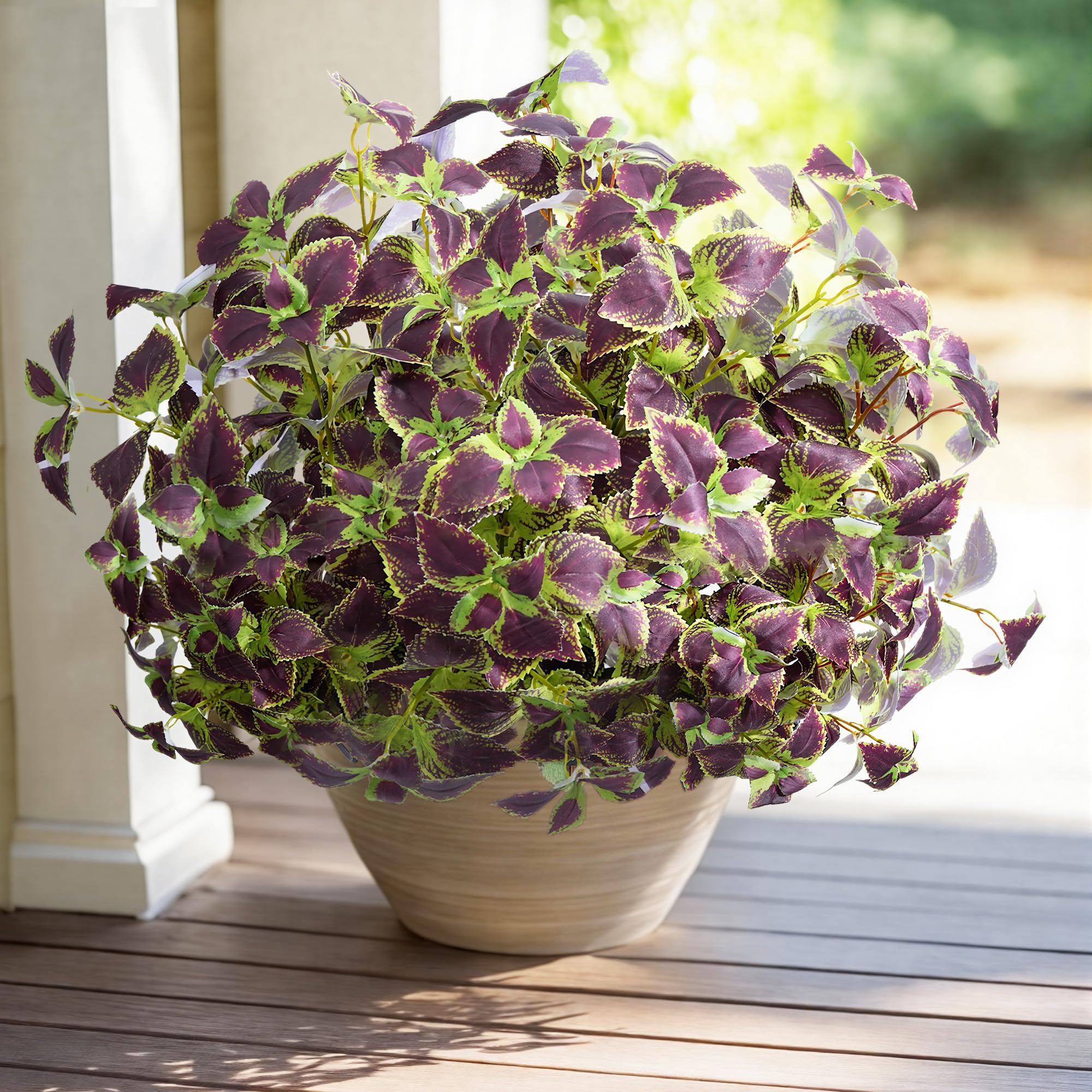 Florisso red coleus adds instant color to outdoor planters.