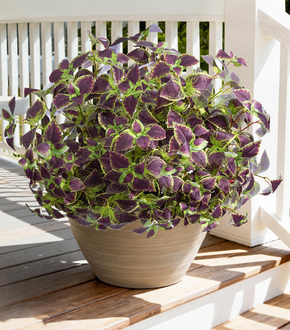 Florisso UV-resistant outdoor greenery stays vibrant in sun and rain.