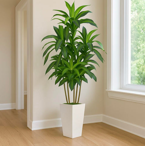 Flydeer dracaena tree provides maintenance-free greenery in any indoor space