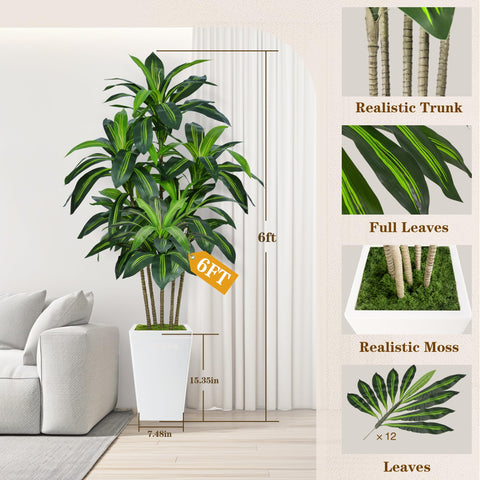 Flydeer dracaena tree in indoor living room demonstrates elegant greenery